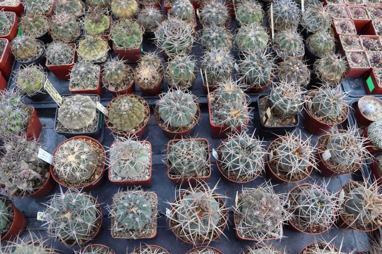 2026 - NEW Special Offer - Plants available for sale/To choose from (35)