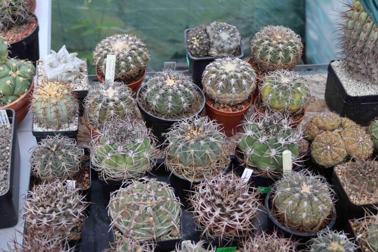 2026 - NEW Special Offer - Plants available for sale/To choose from (37)