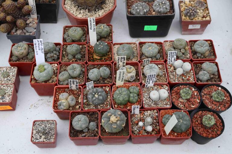 2026 - NEW Special Offer - Plants available for sale/To choose from (38)