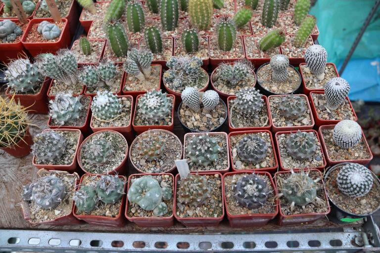 2026 - NEW Special Offer - Plants available for sale/To choose from (39)