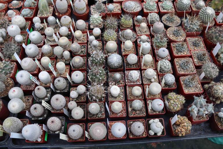 2026 - NEW Special Offer - Plants available for sale/To choose from (40)