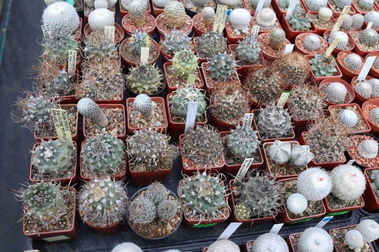 2026 - NEW Special Offer - Plants available for sale/To choose from (41)