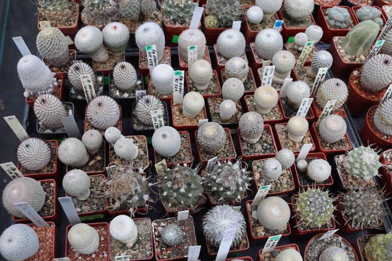 2026 - NEW Special Offer - Plants available for sale/To choose from (42)