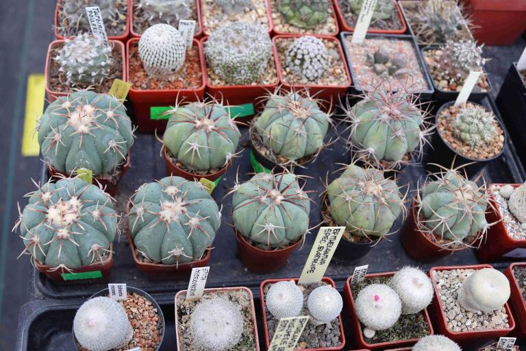 2026 - NEW Special Offer - Plants available for sale/To choose from (43)