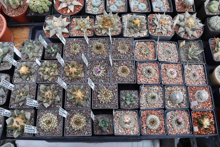 2026 - NEW Special Offer - Plants available for sale/To choose from (44)