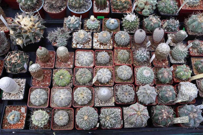 2026 - NEW Special Offer - Plants available for sale/To choose from (45)