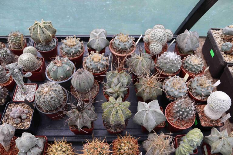 2026 - NEW Special Offer - Plants available for sale/To choose from (46)
