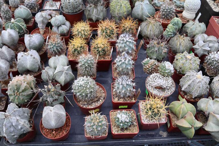 2026 - NEW Special Offer - Plants available for sale/To choose from (47)
