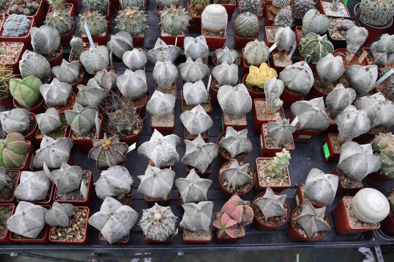 2026 - NEW Special Offer - Plants available for sale/To choose from (48)