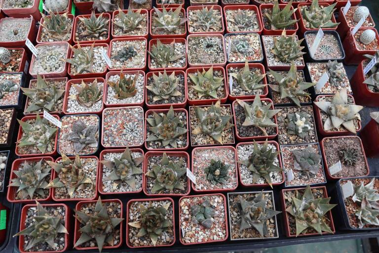2026 - NEW Special Offer - Plants available for sale/To choose from (49)