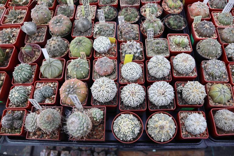 2026 - NEW Special Offer - Plants available for sale/To choose from (50)