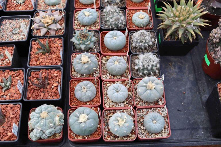 2026 - NEW Special Offer - Plants available for sale/To choose from (53)