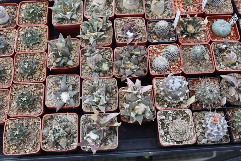 2026 - NEW Special Offer - Plants available for sale/To choose from (54)