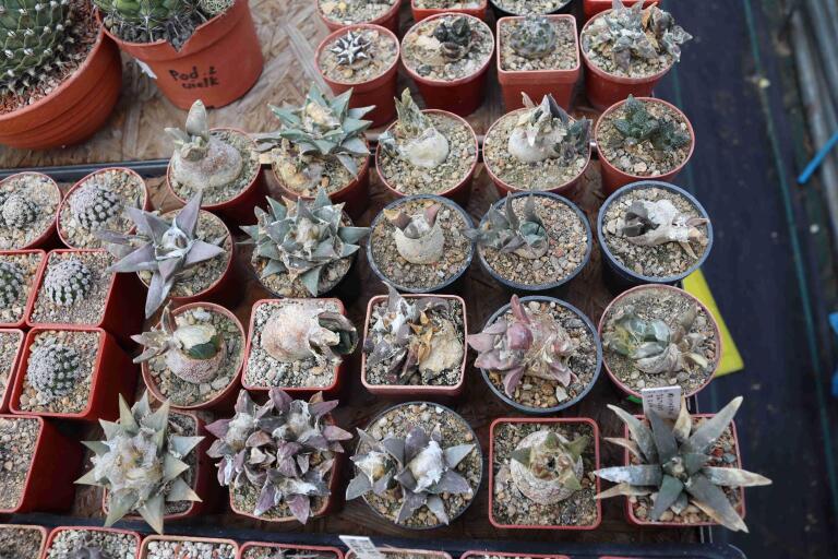 2026 - NEW Special Offer - Plants available for sale/To choose from (55)