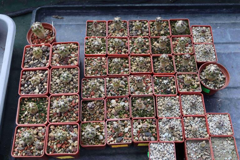 2026 - NEW Special Offer - Plants available for sale/To choose from (56)