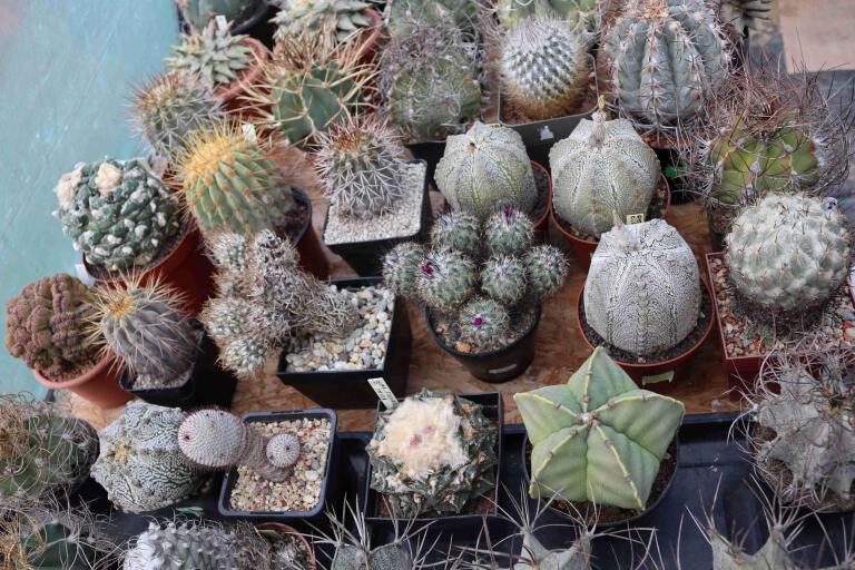 2026 - NEW Special Offer - Plants available for sale/To choose from (57)