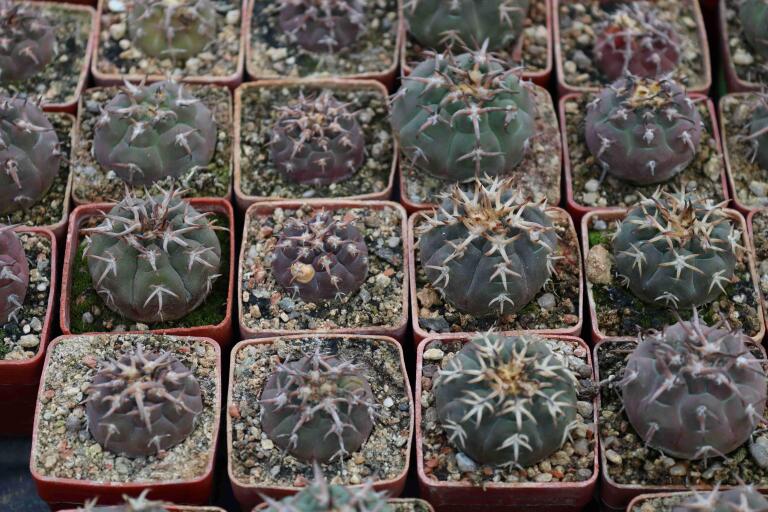 2026 - NEW Special Offer - Plants available for sale/To choose from (58)