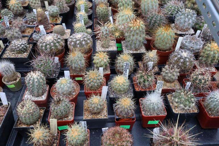 2026 - NEW Special Offer - Plants available for sale/To choose from (60)