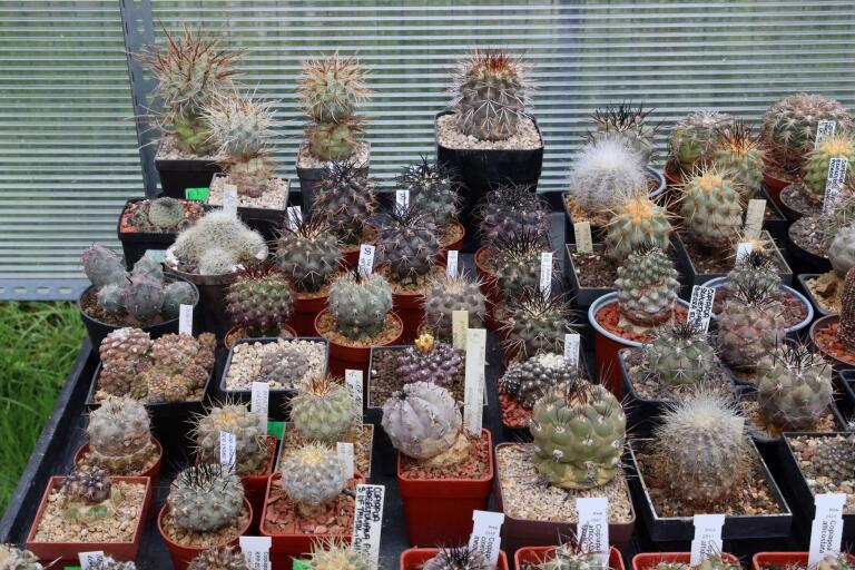 2026 - NEW Special Offer - Plants available for sale/To choose from (61)