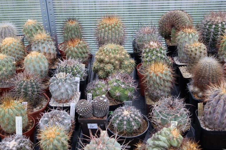 2026 - NEW Special Offer - Plants available for sale/To choose from (62)