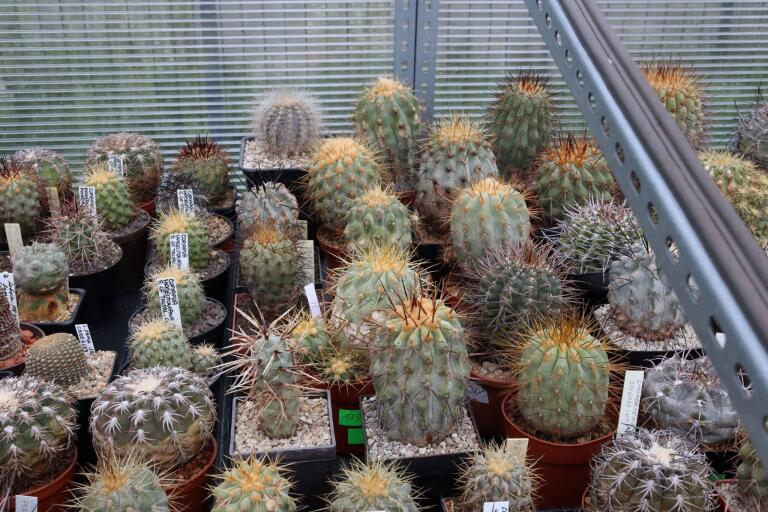 2026 - NEW Special Offer - Plants available for sale/To choose from (63)