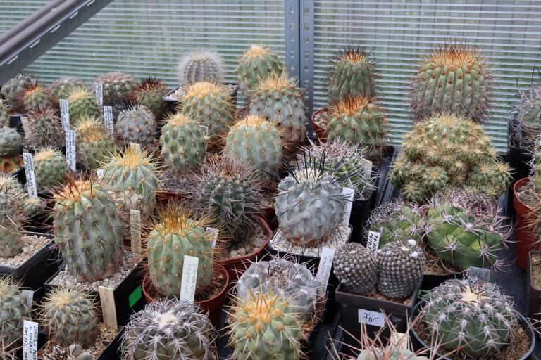 2026 - NEW Special Offer - Plants available for sale/To choose from (64)
