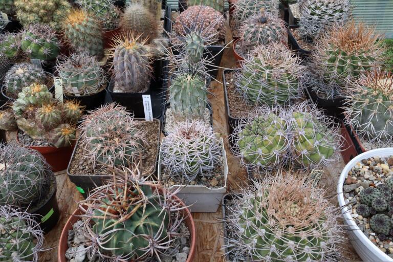 2026 - NEW Special Offer - Plants available for sale/To choose from (65)