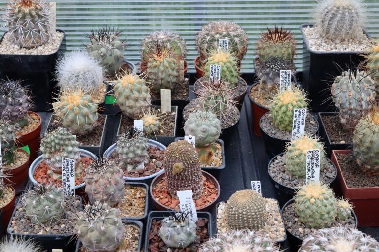 2026 - NEW Special Offer - Plants available for sale/To choose from (66)