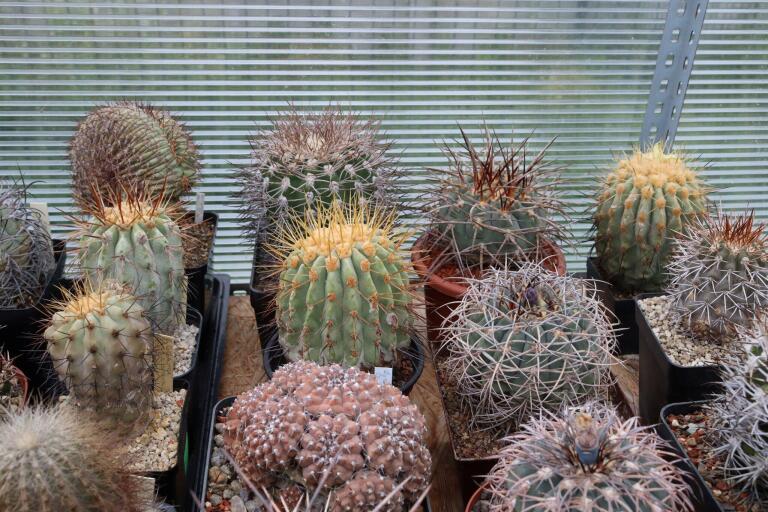 2026 - NEW Special Offer - Plants available for sale/To choose from (67)