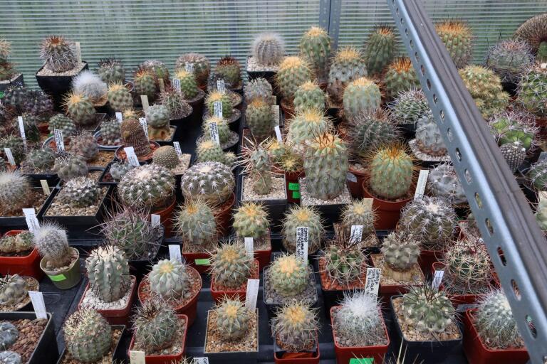 2026 - NEW Special Offer - Plants available for sale/To choose from (68)