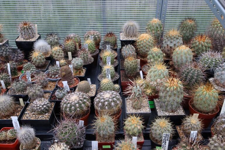 2026 - NEW Special Offer - Plants available for sale/To choose from (69)