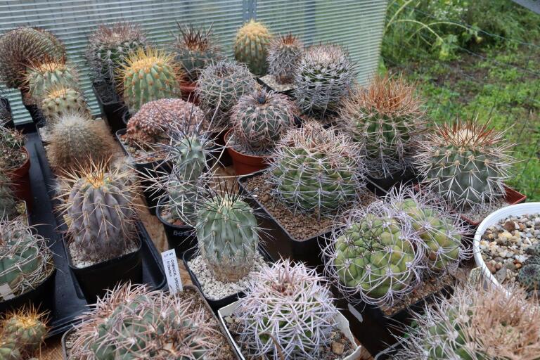 2026 - NEW Special Offer - Plants available for sale/To choose from (72)