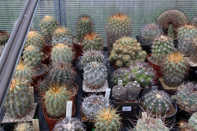 2026 - NEW Special Offer - Plants available for sale/To choose from (73)