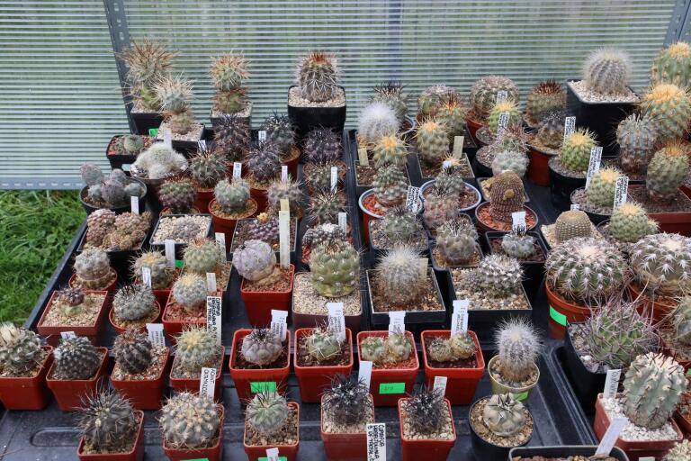 2026 - NEW Special Offer - Plants available for sale/To choose from (74)