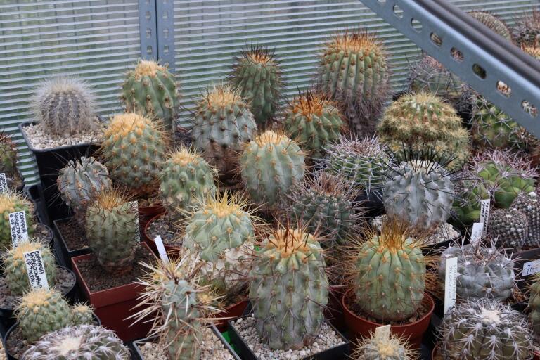 2026 - NEW Special Offer - Plants available for sale/To choose from (75)