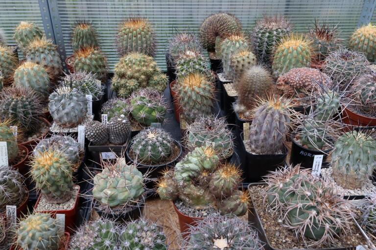 2026 - NEW Special Offer - Plants available for sale/To choose from (76)