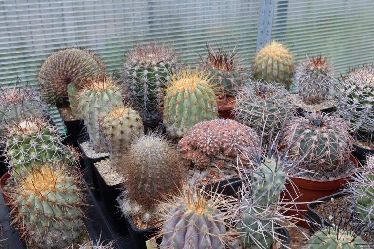 2026 - NEW Special Offer - Plants available for sale/To choose from (78)