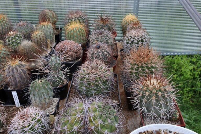 2026 - NEW Special Offer - Plants available for sale/To choose from (80)