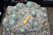 Strombocactus disciformis 21 Plants on the rock 50 cm (2)