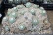Strombocactus disciformis 21 Plants on the rock 50 cm (3)