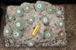 Strombocactus disciformis 21 Plants on the rock 50 cm (4)