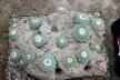 Strombocactus disciformis 21 Plants on the rock 50 cm (5)