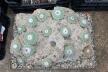 Strombocactus disciformis 21 Plants on the rock 50 cm (6)