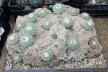 Strombocactus disciformis 21 Plants on the rock 50 cm (7)