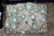 Strombocactus disciformis 21 Plants on the rock 50 cm (8)