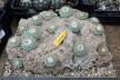 Strombocactus disciformis 21 Plants on the rock 50 cm (9)