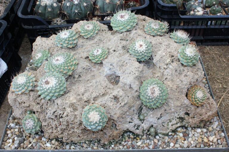 Strombocactus disciformis 21 Plants on the rock 50 cm (3)