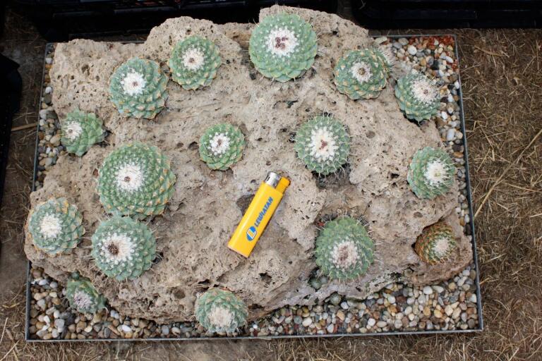 Strombocactus disciformis 21 Plants on the rock 50 cm (4)
