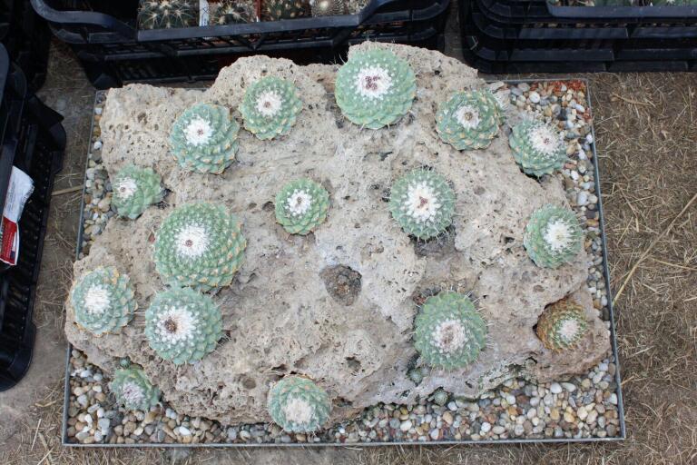 Strombocactus disciformis 21 Plants on the rock 50 cm (6)