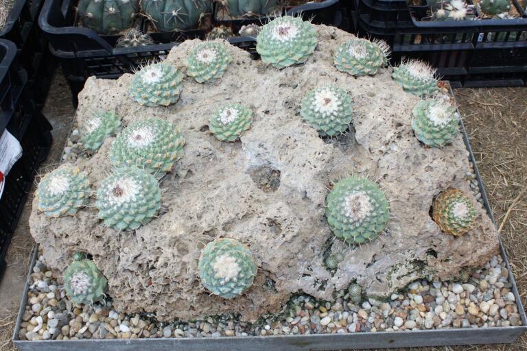 Strombocactus disciformis 21 Plants on the rock 50 cm (7)